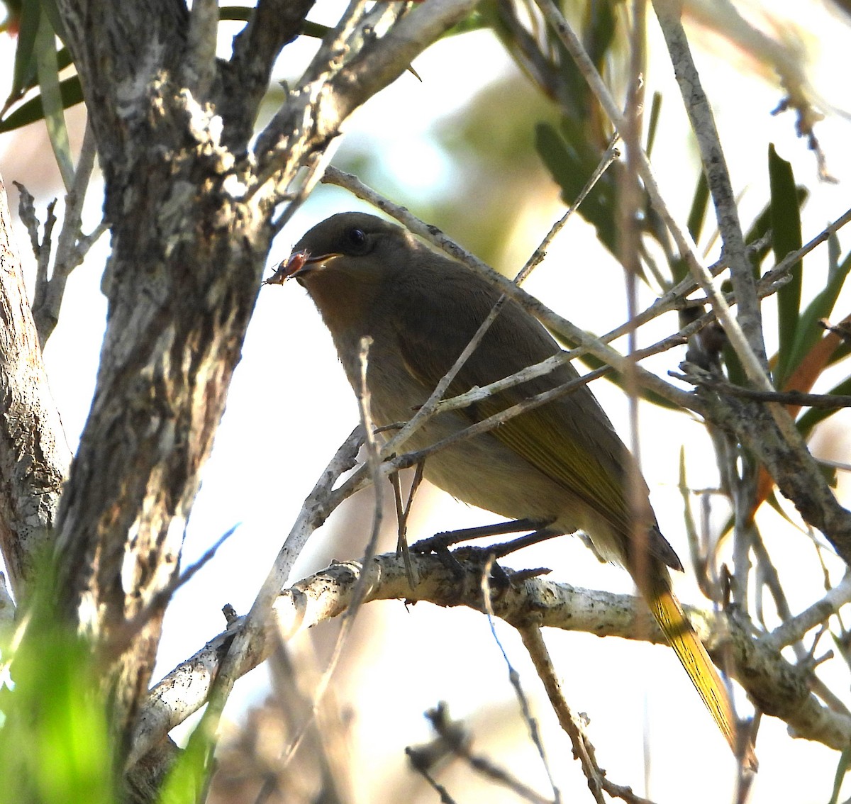 Brown Honeyeater - ML642201967