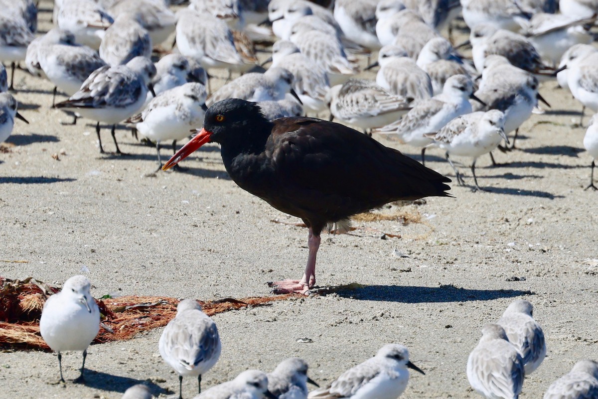 Black Oystercatcher - ML642201969