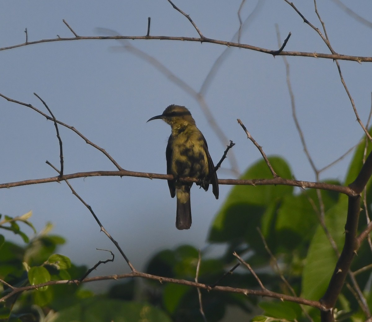 Copper Sunbird - ML642201974