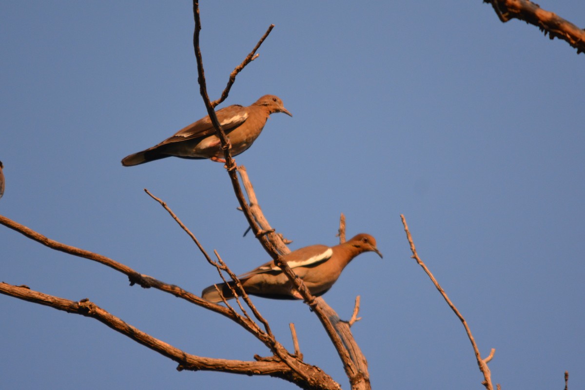 White-winged Dove - ML642201983