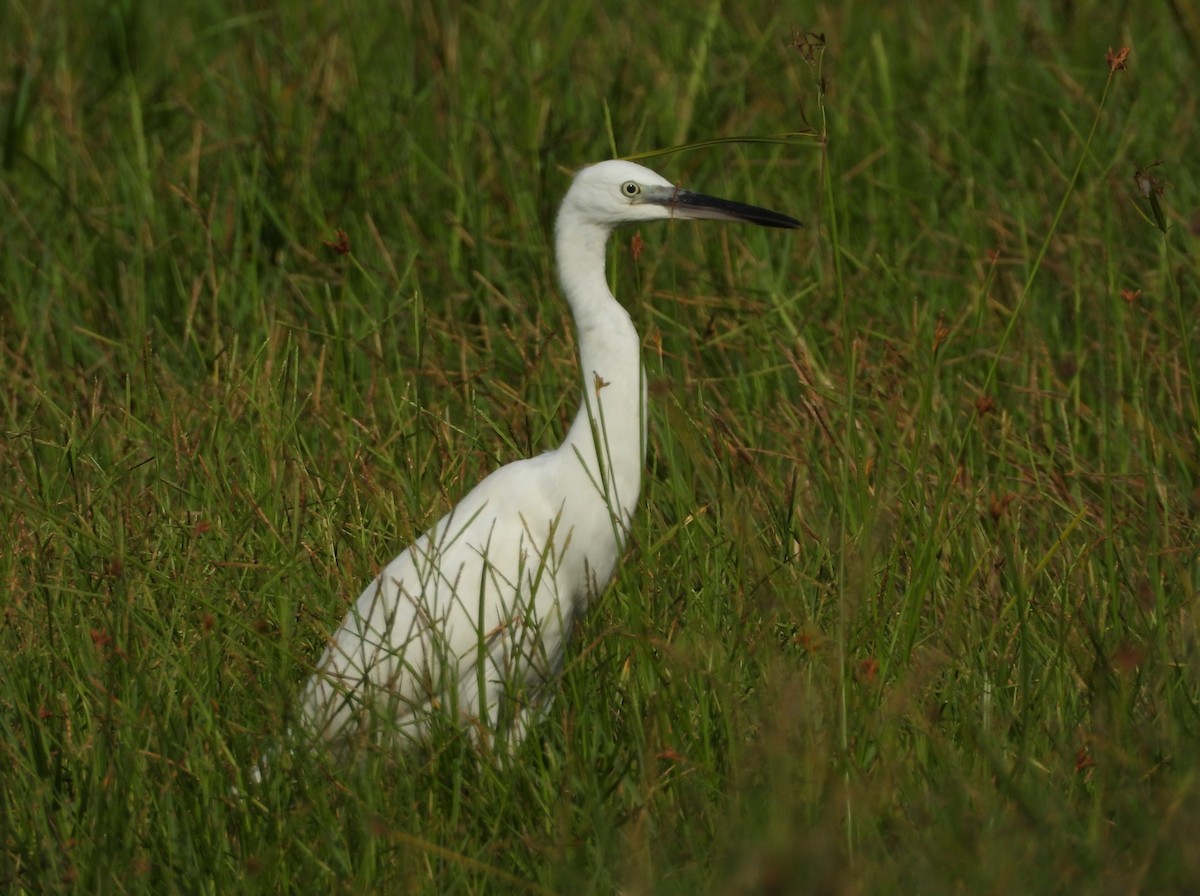 Little Egret (Dimorphic) - ML642201984