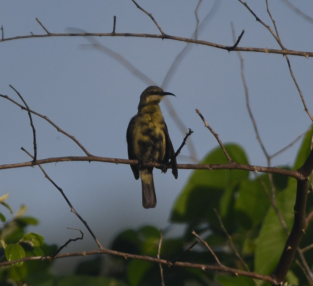 Copper Sunbird - ML642201985