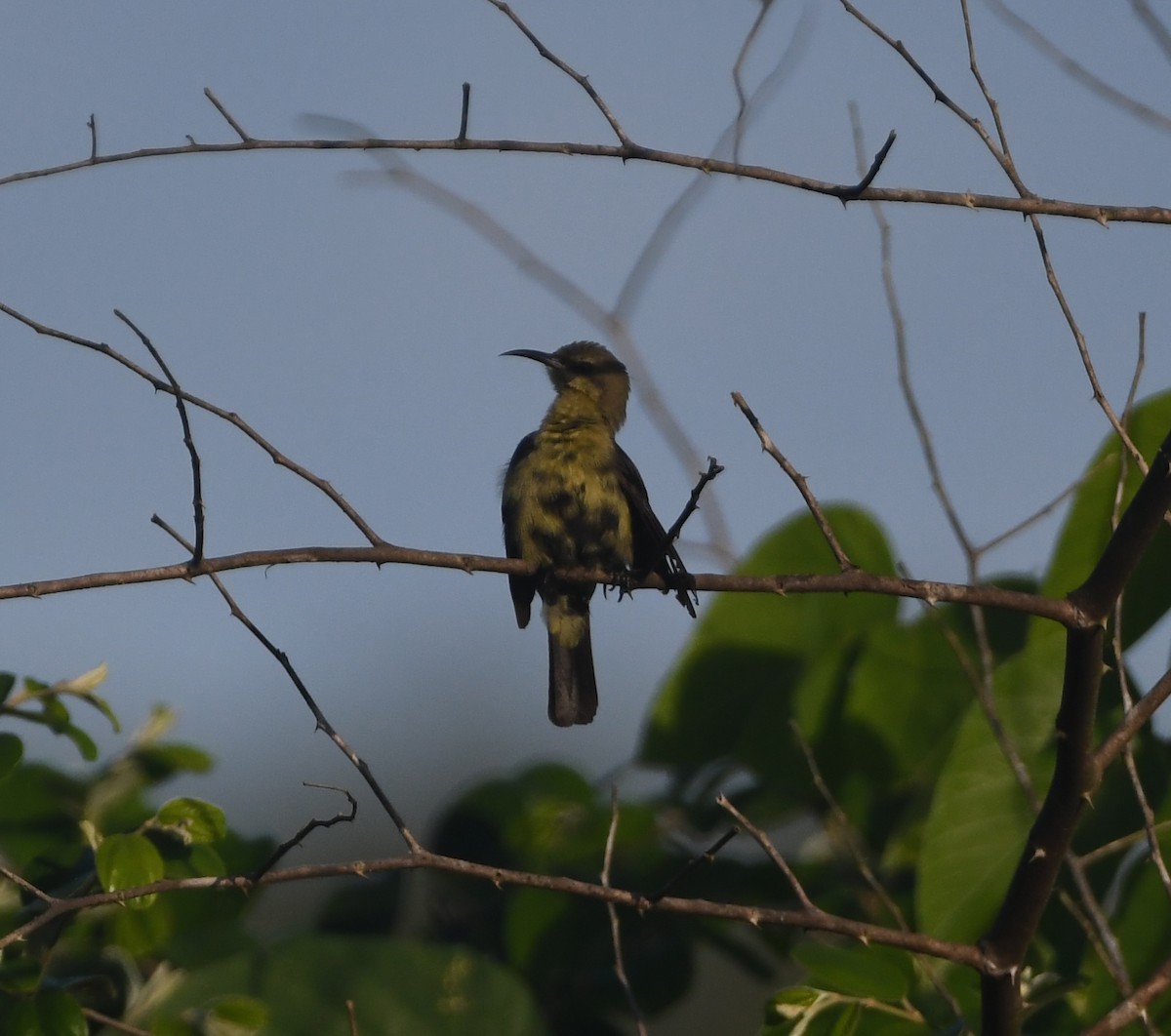 Copper Sunbird - ML642201990