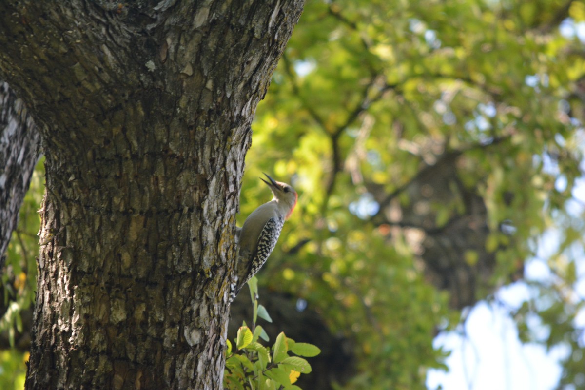 Red-bellied Woodpecker - ML642201994