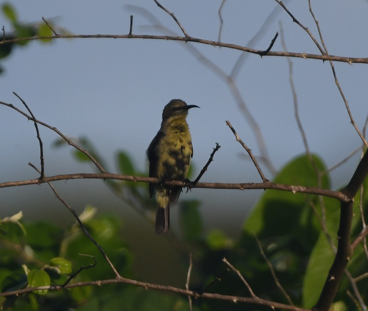 Copper Sunbird - ML642201997