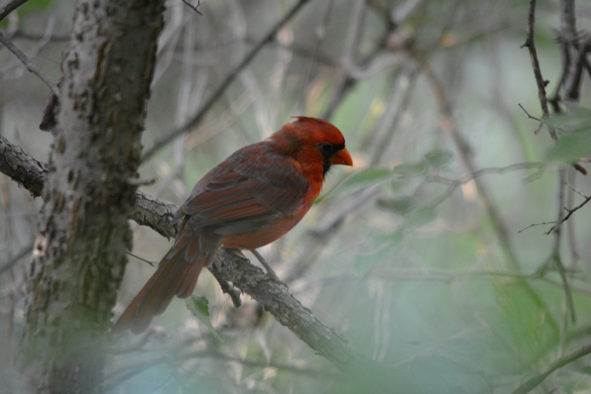 Northern Cardinal - ML642202002