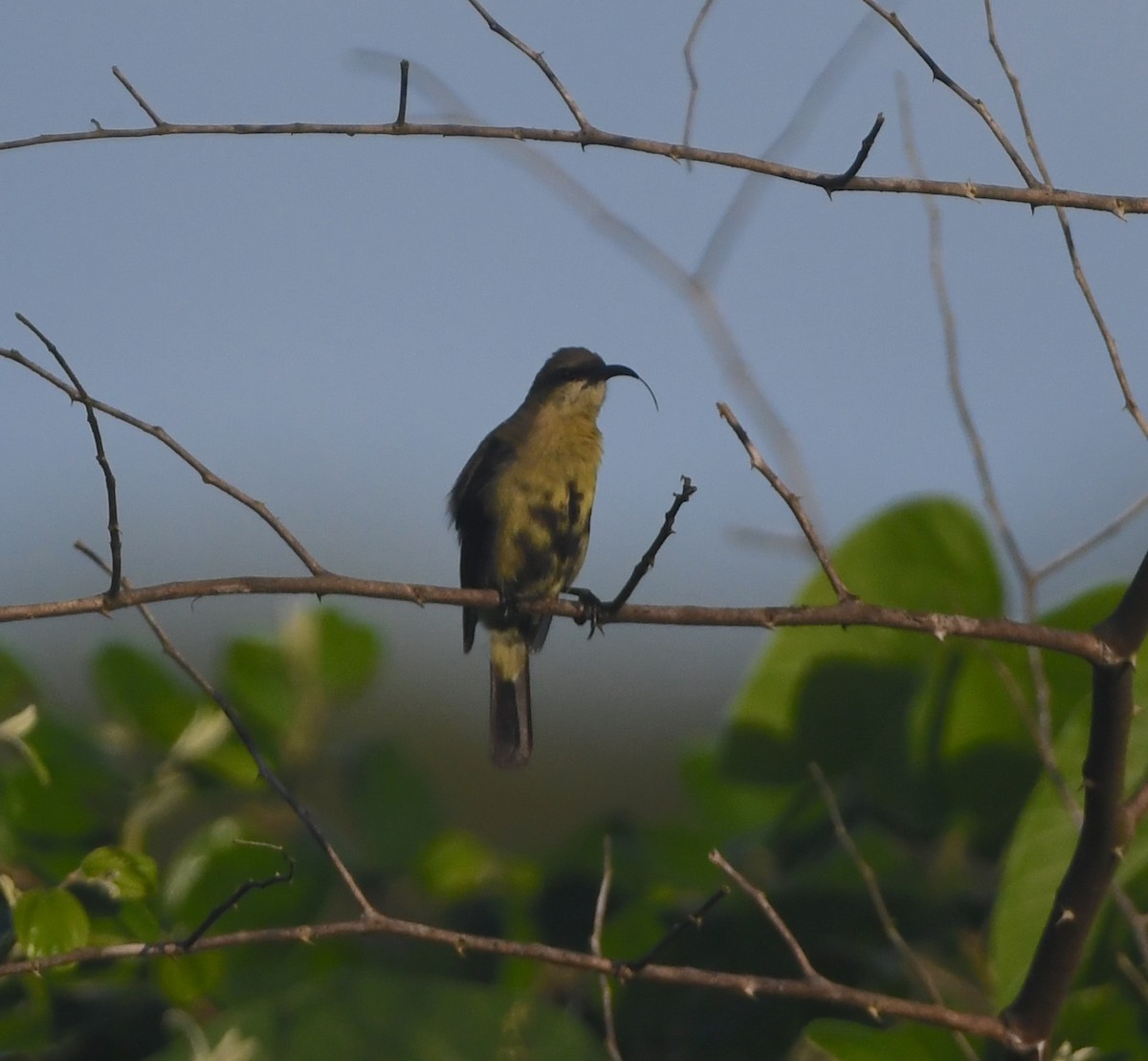 Copper Sunbird - ML642202007