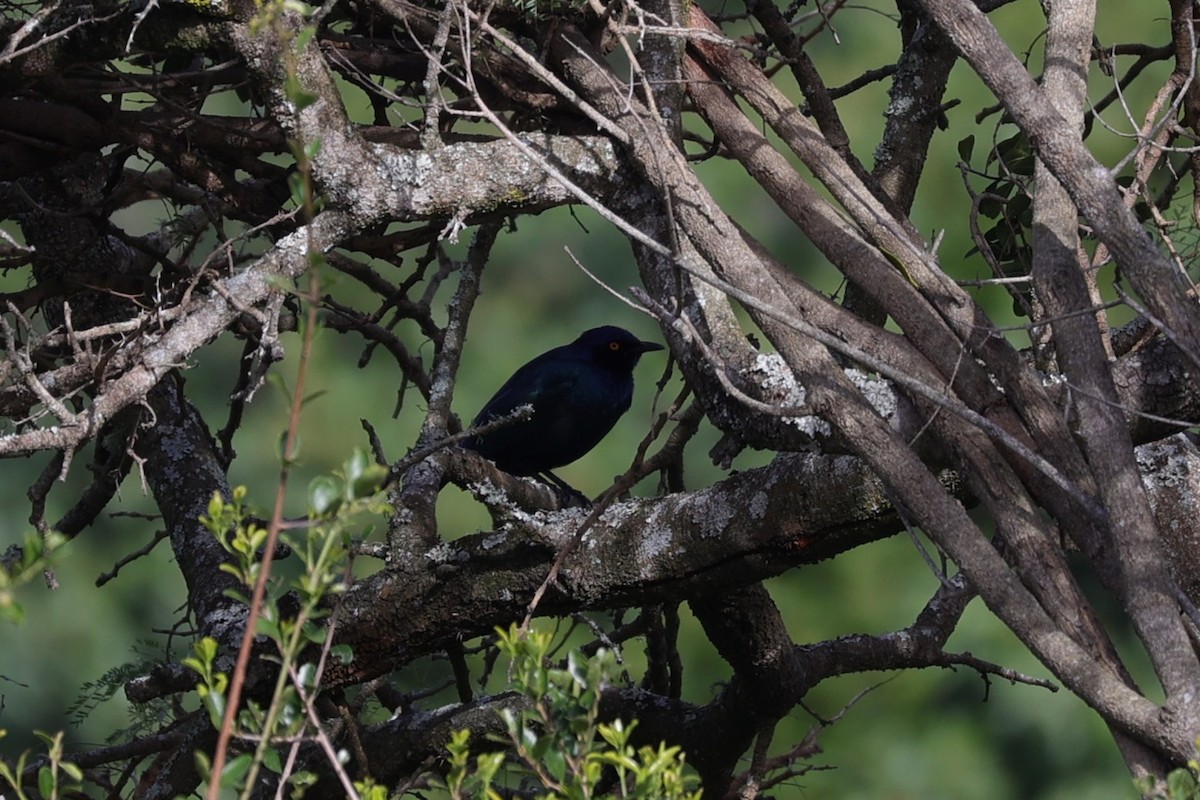 Black-bellied Starling - ML642202010
