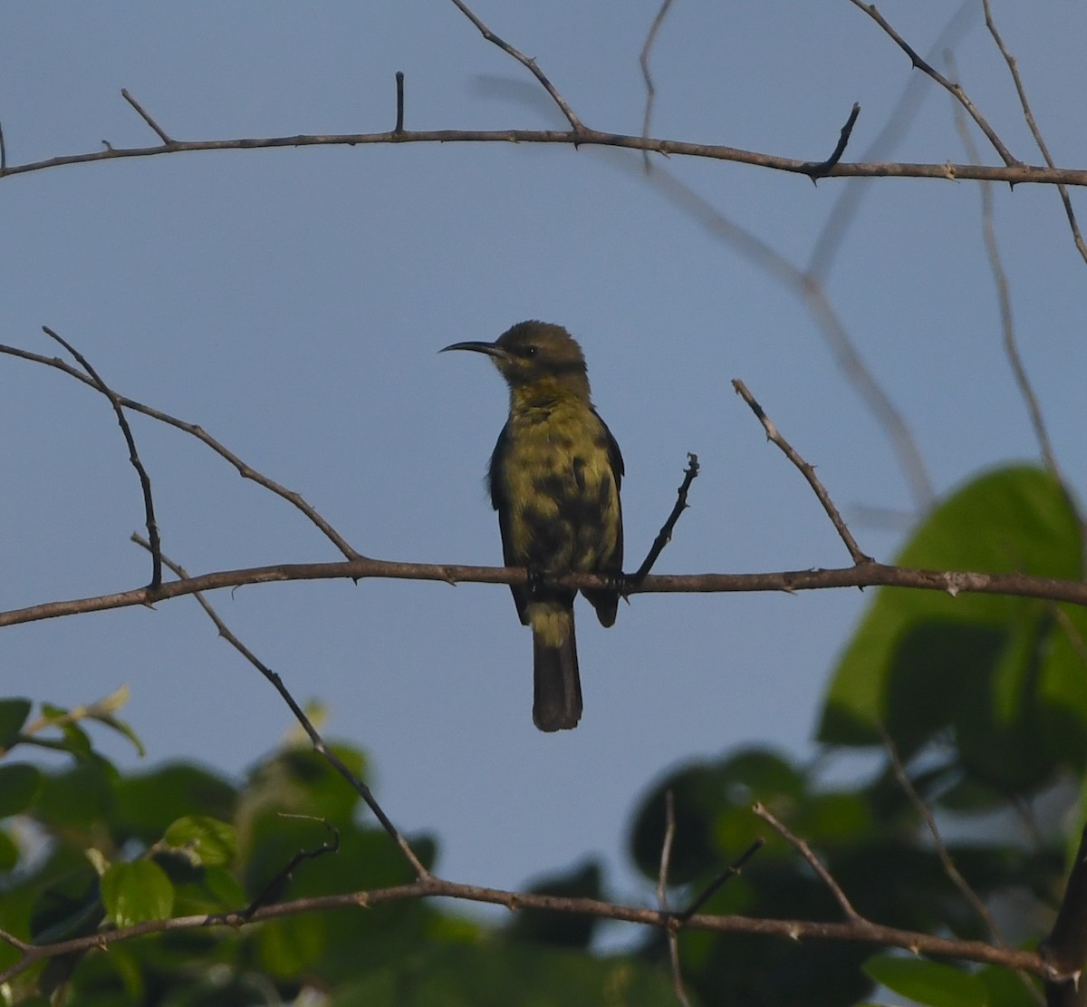 Copper Sunbird - ML642202016