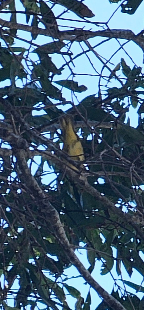 Yellow Warbler - ML642202017