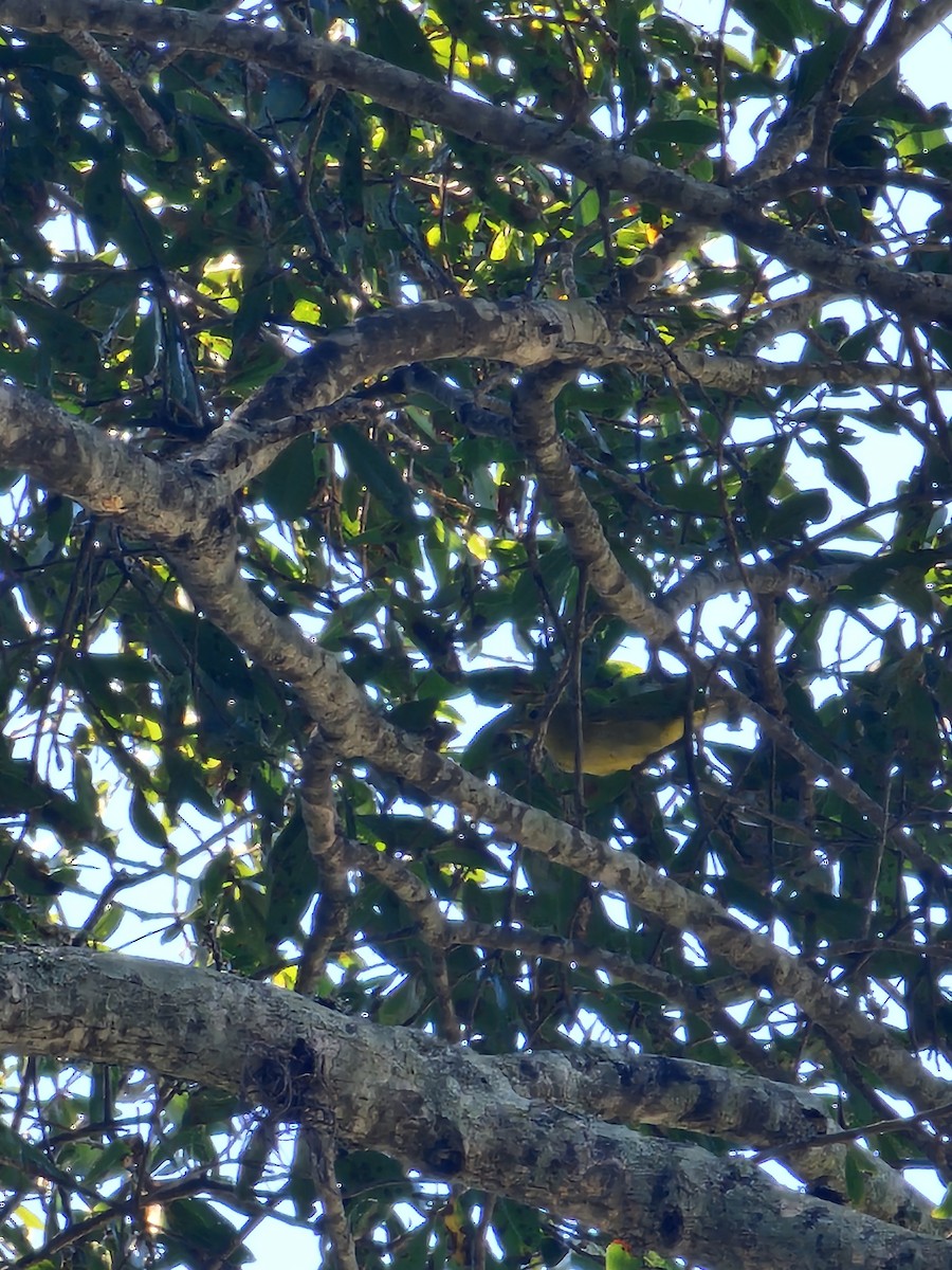 Yellow Warbler - ML642202018
