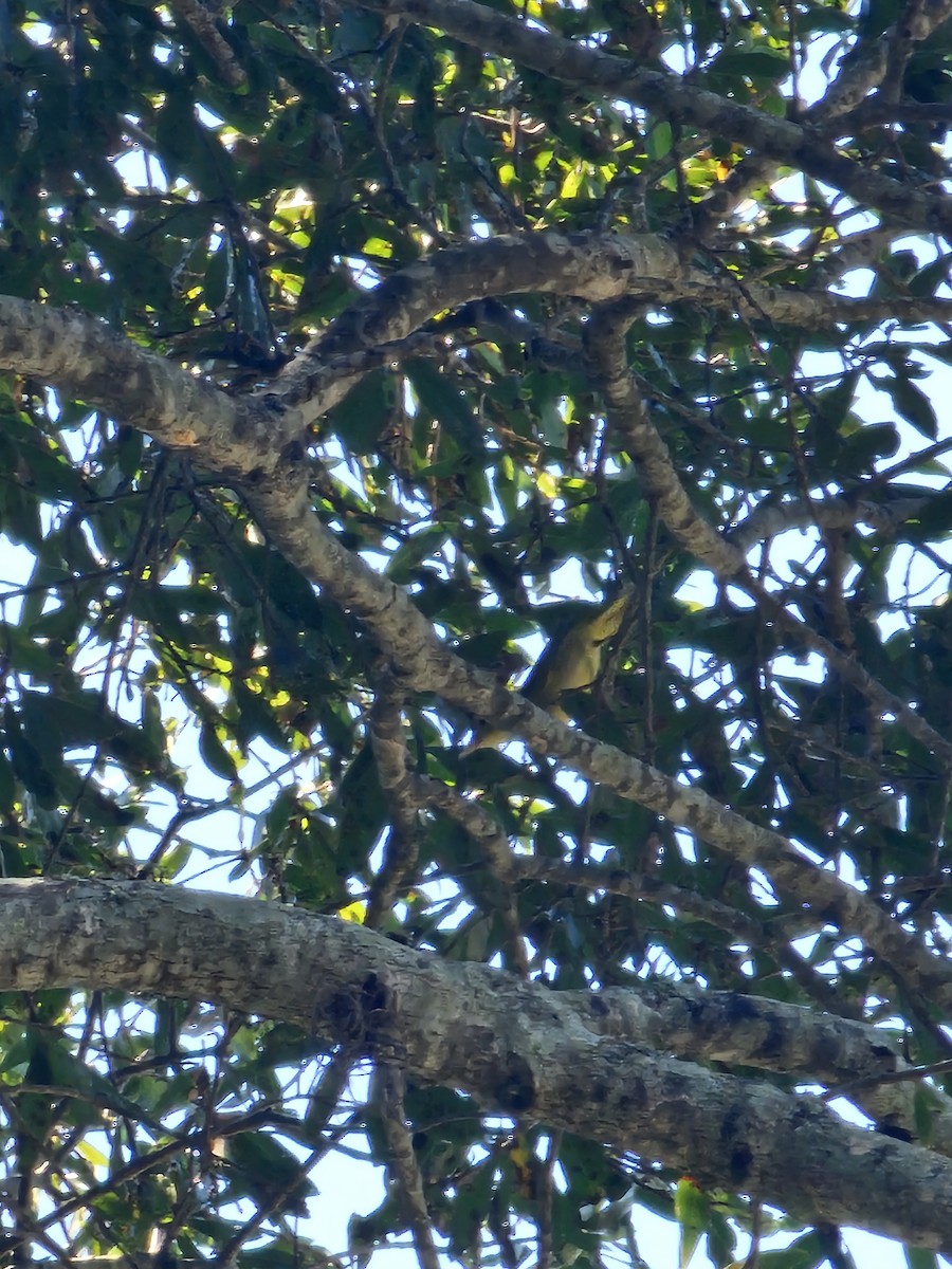Yellow Warbler - ML642202019