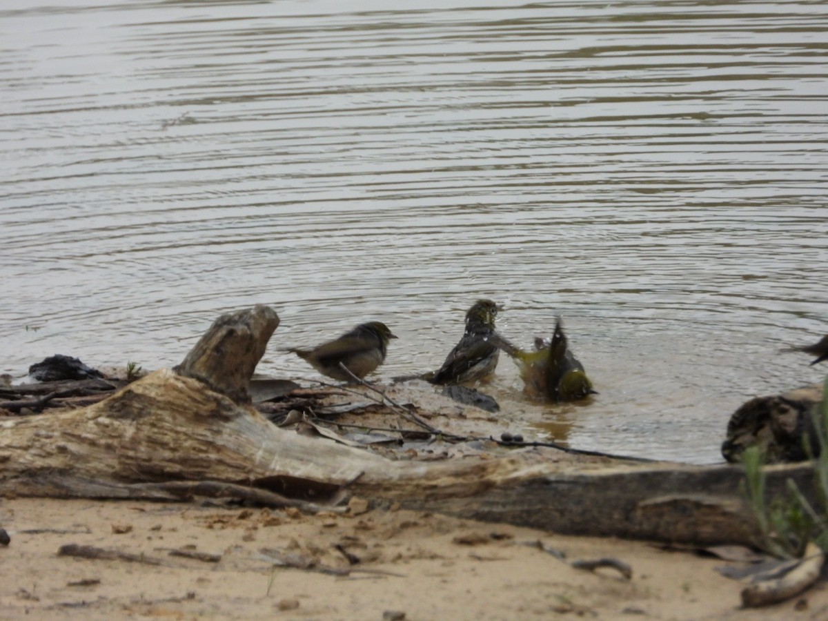 Silvereye - ML642202023