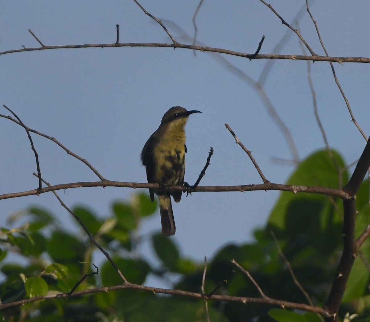 Copper Sunbird - ML642202033