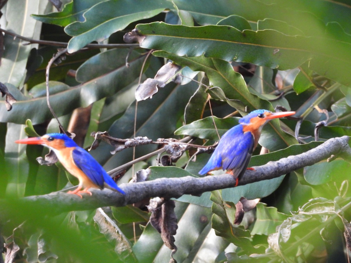 Malachite Kingfisher (Mainland) - ML642202035