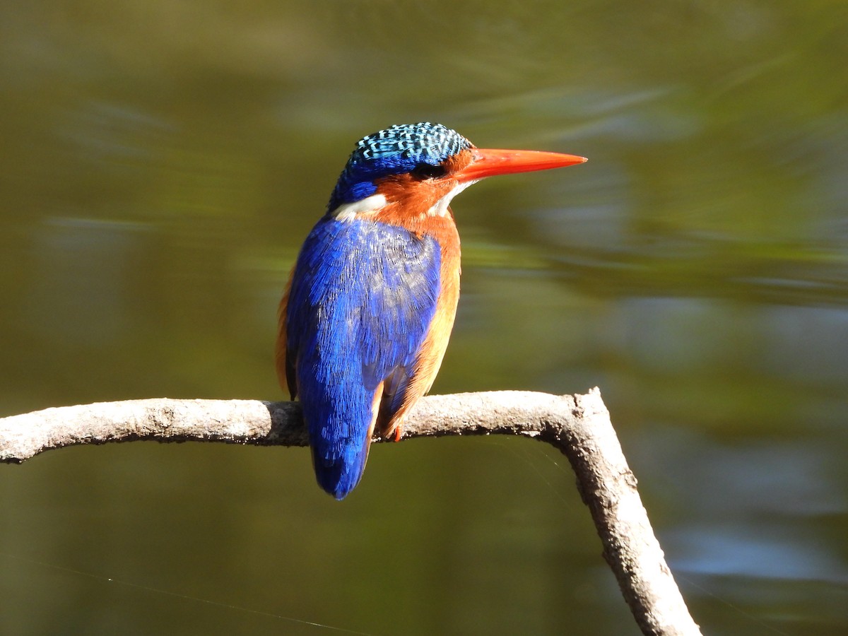 Malachite Kingfisher (Mainland) - ML642202039