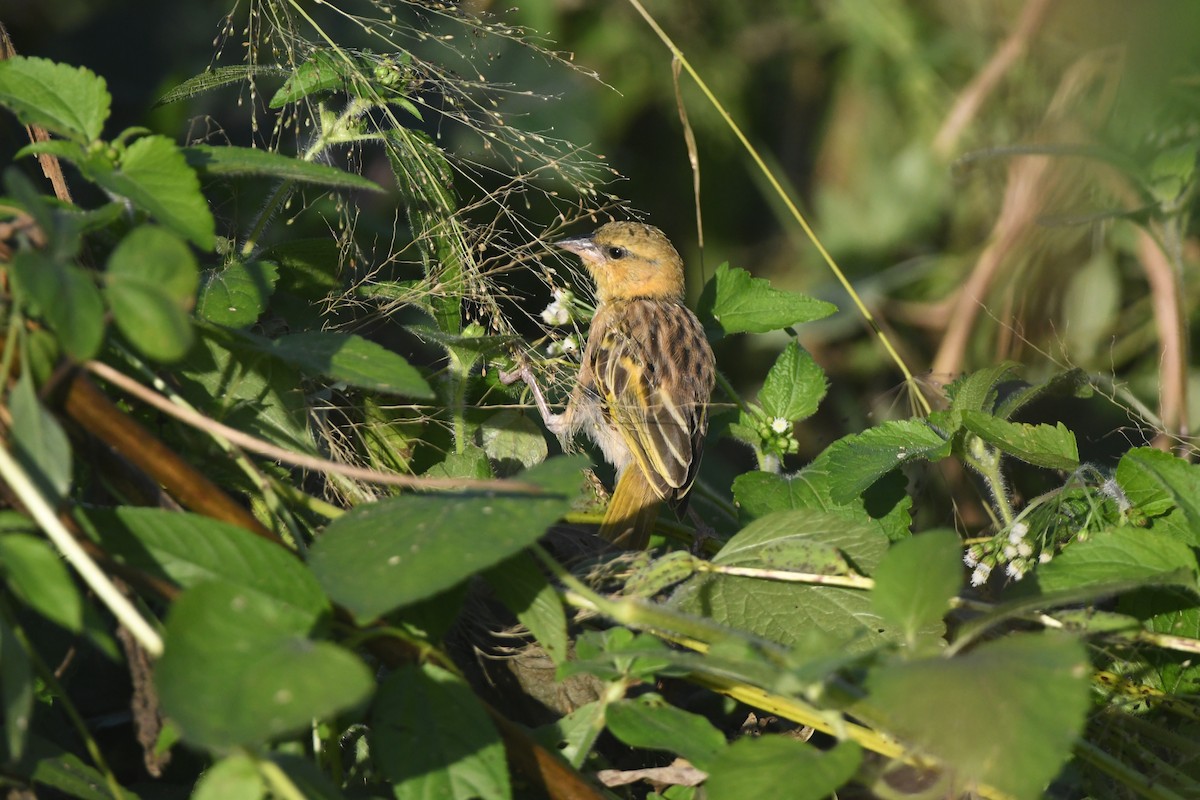 Southern Brown-throated Weaver - ML642202044