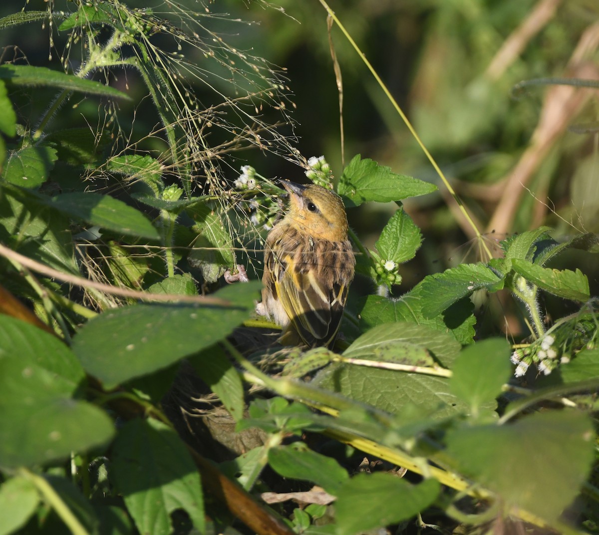 Southern Brown-throated Weaver - ML642202055