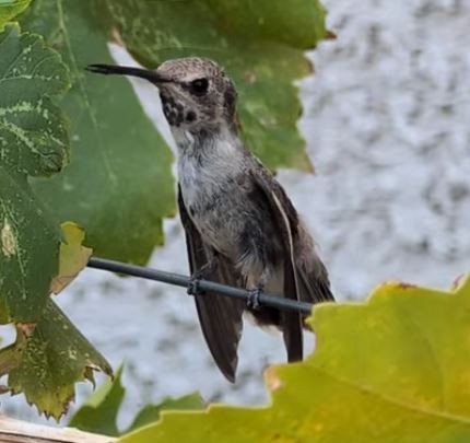 ørkenkolibri - ML642202063