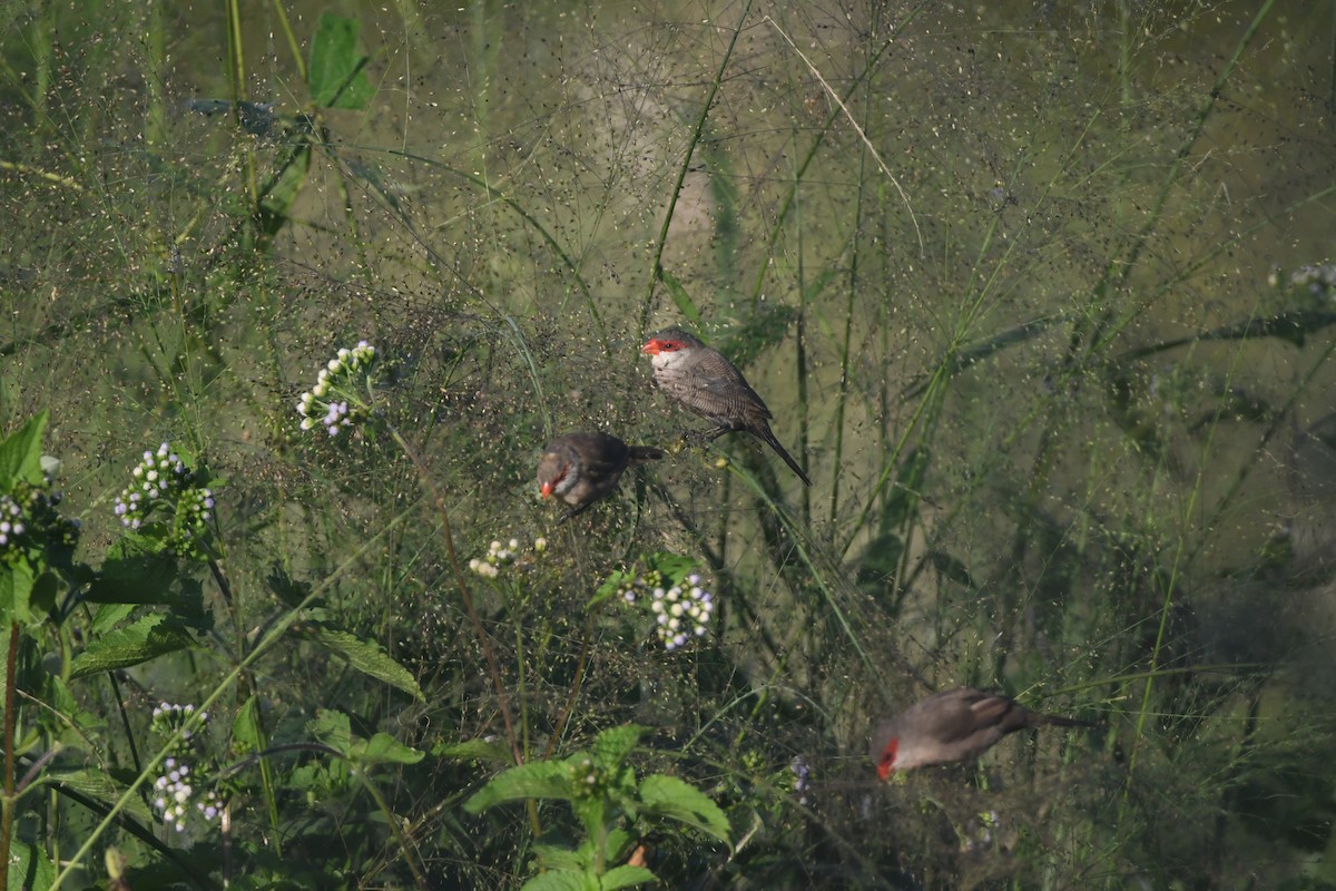 Common Waxbill - ML642202064