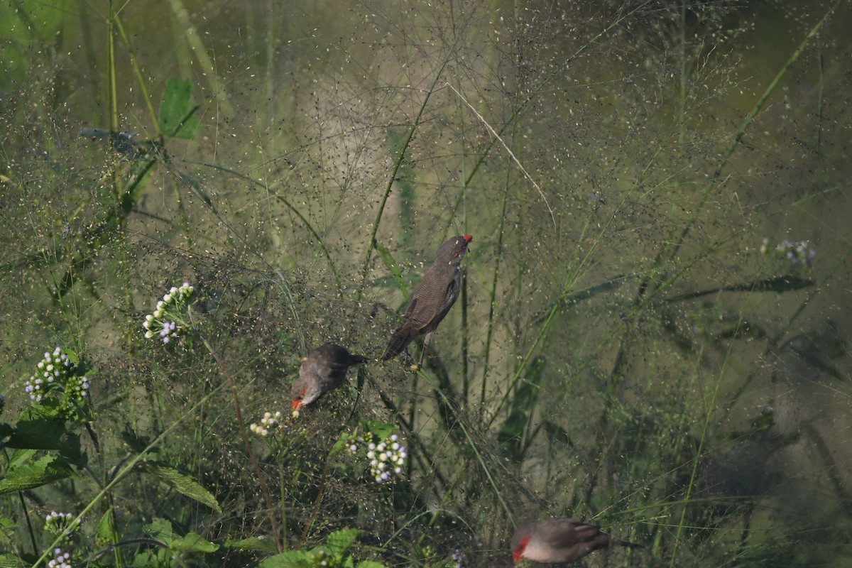 Common Waxbill - ML642202065
