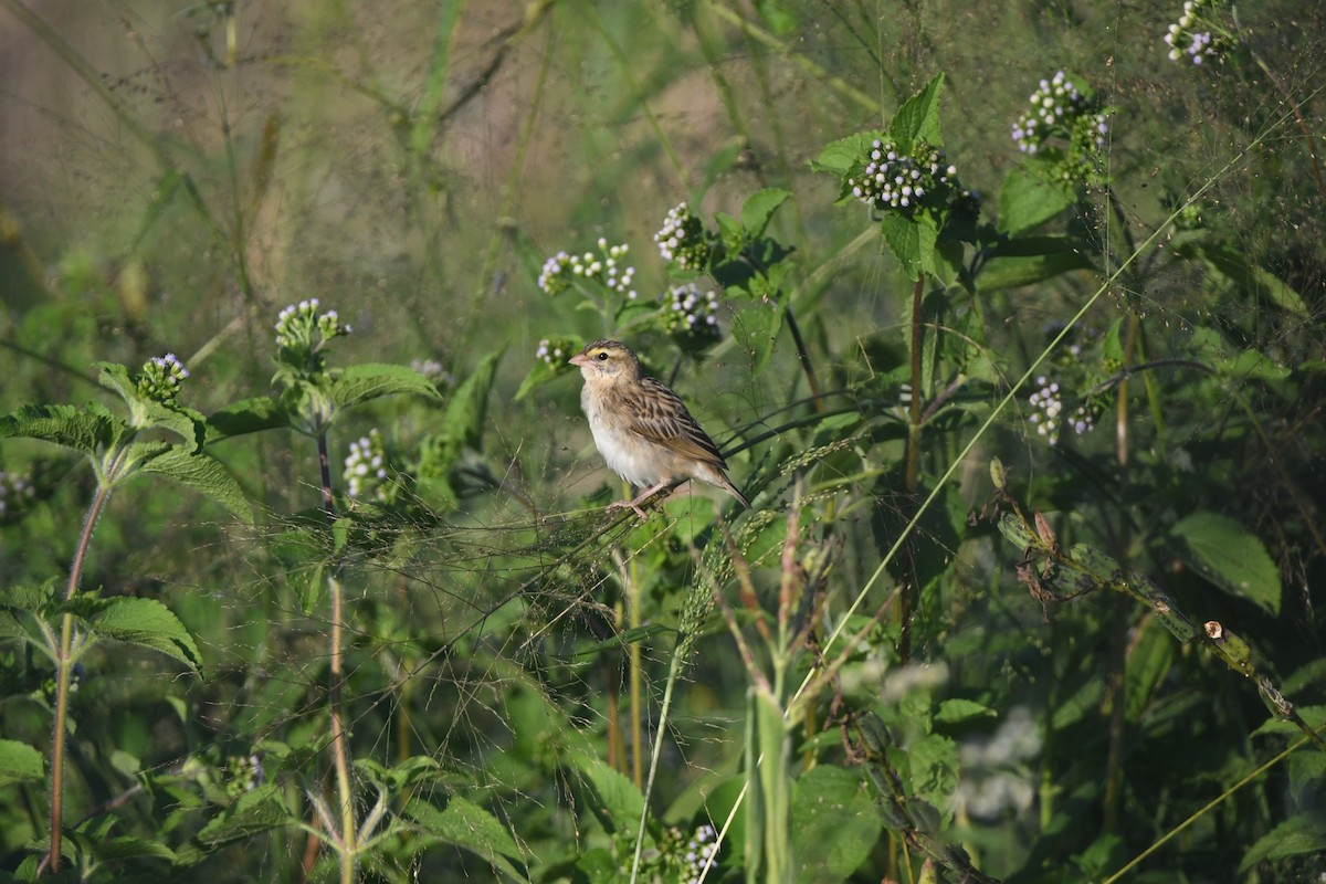 Southern Red Bishop - ML642202068