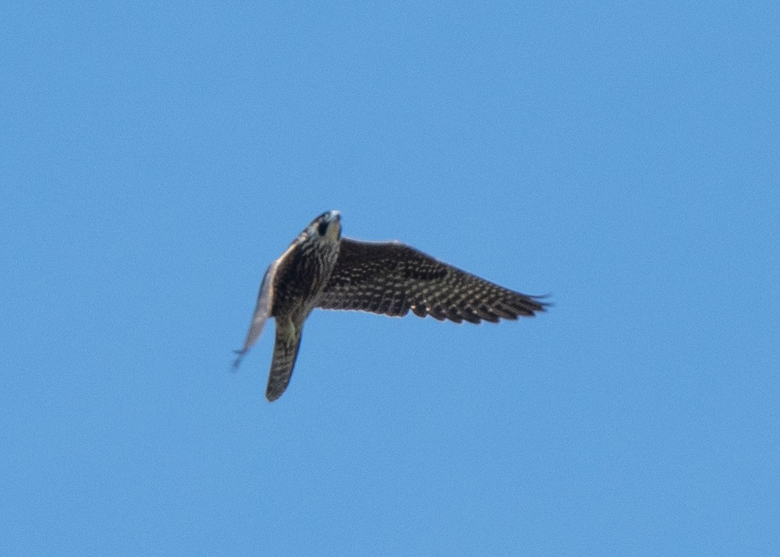 Peregrine Falcon - ML642202070