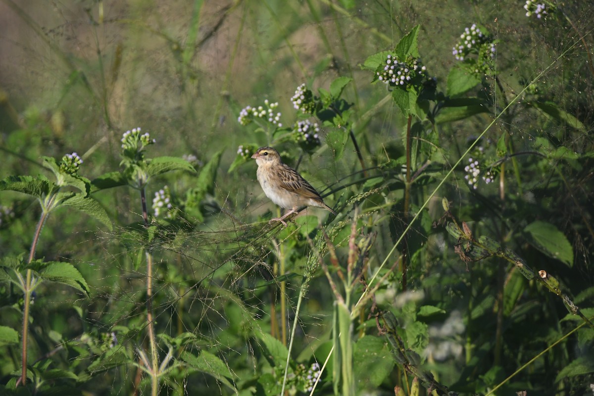 Southern Red Bishop - ML642202071