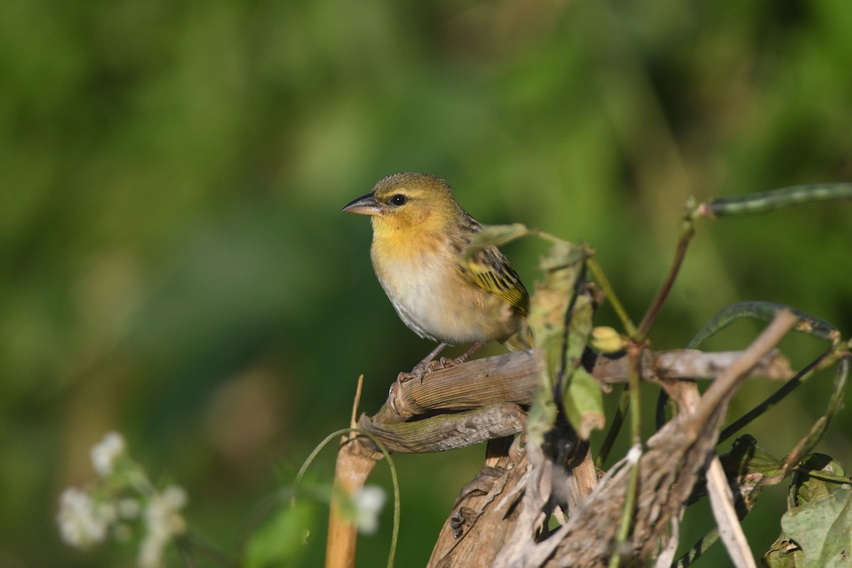 Southern Brown-throated Weaver - ML642202102