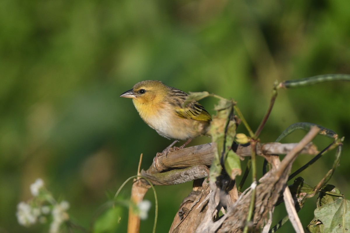 Southern Brown-throated Weaver - ML642202103