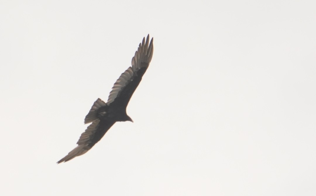 Turkey Vulture - ML642202107