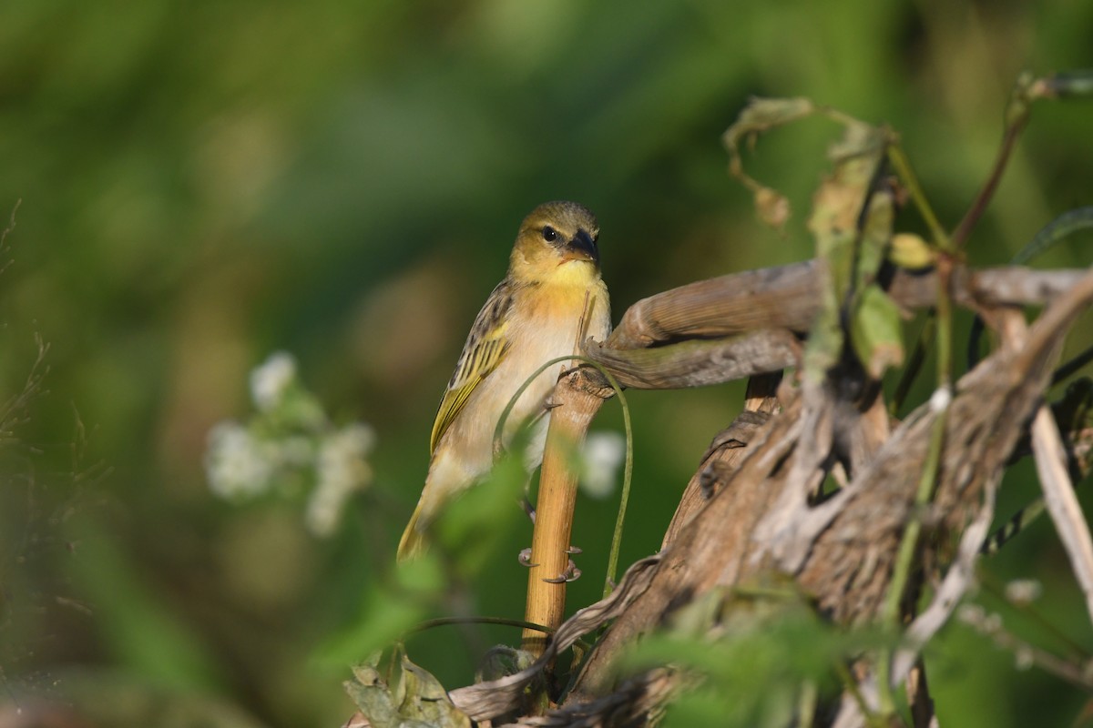 Southern Brown-throated Weaver - ML642202108