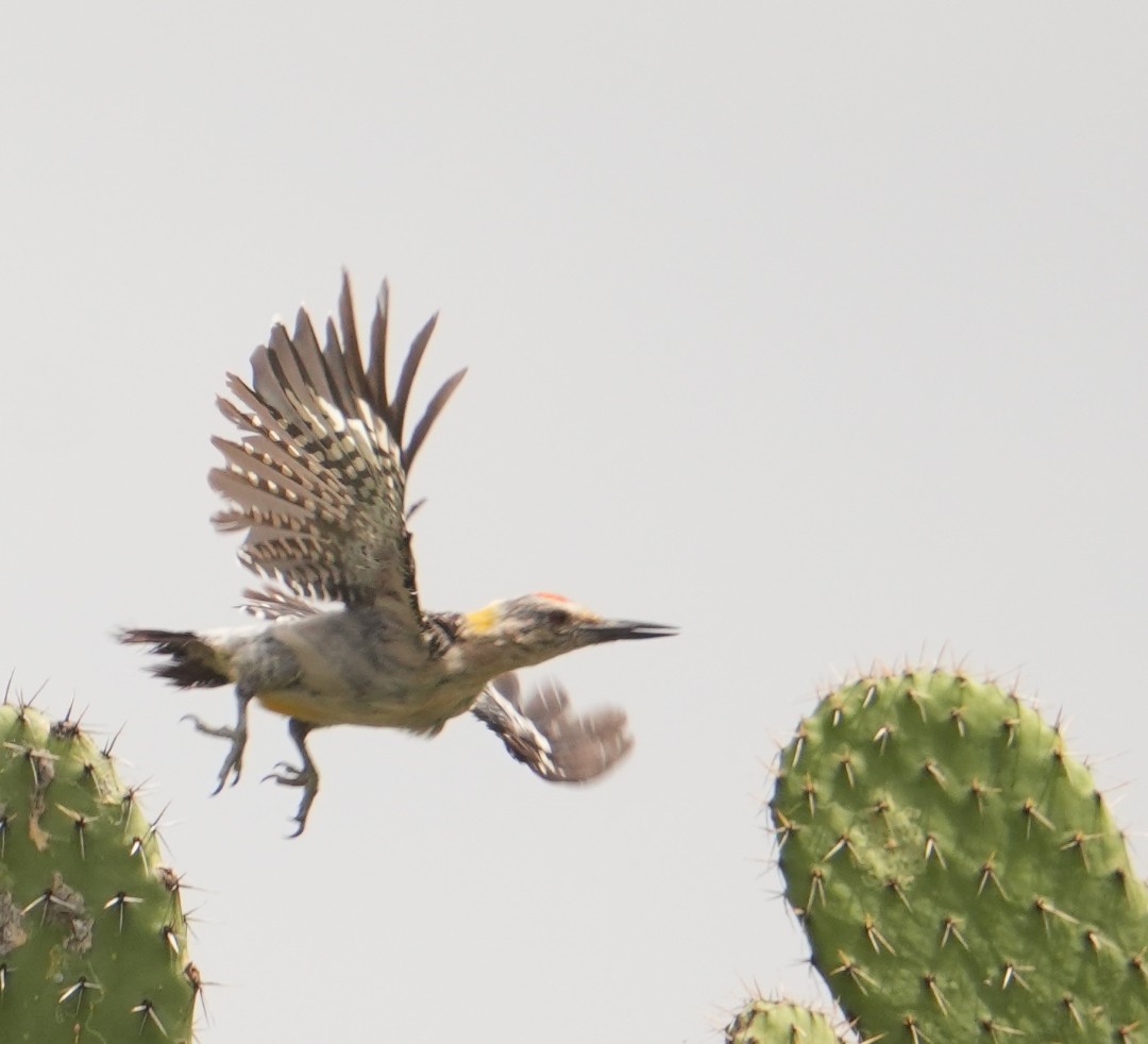 Golden-fronted Woodpecker - ML642202110