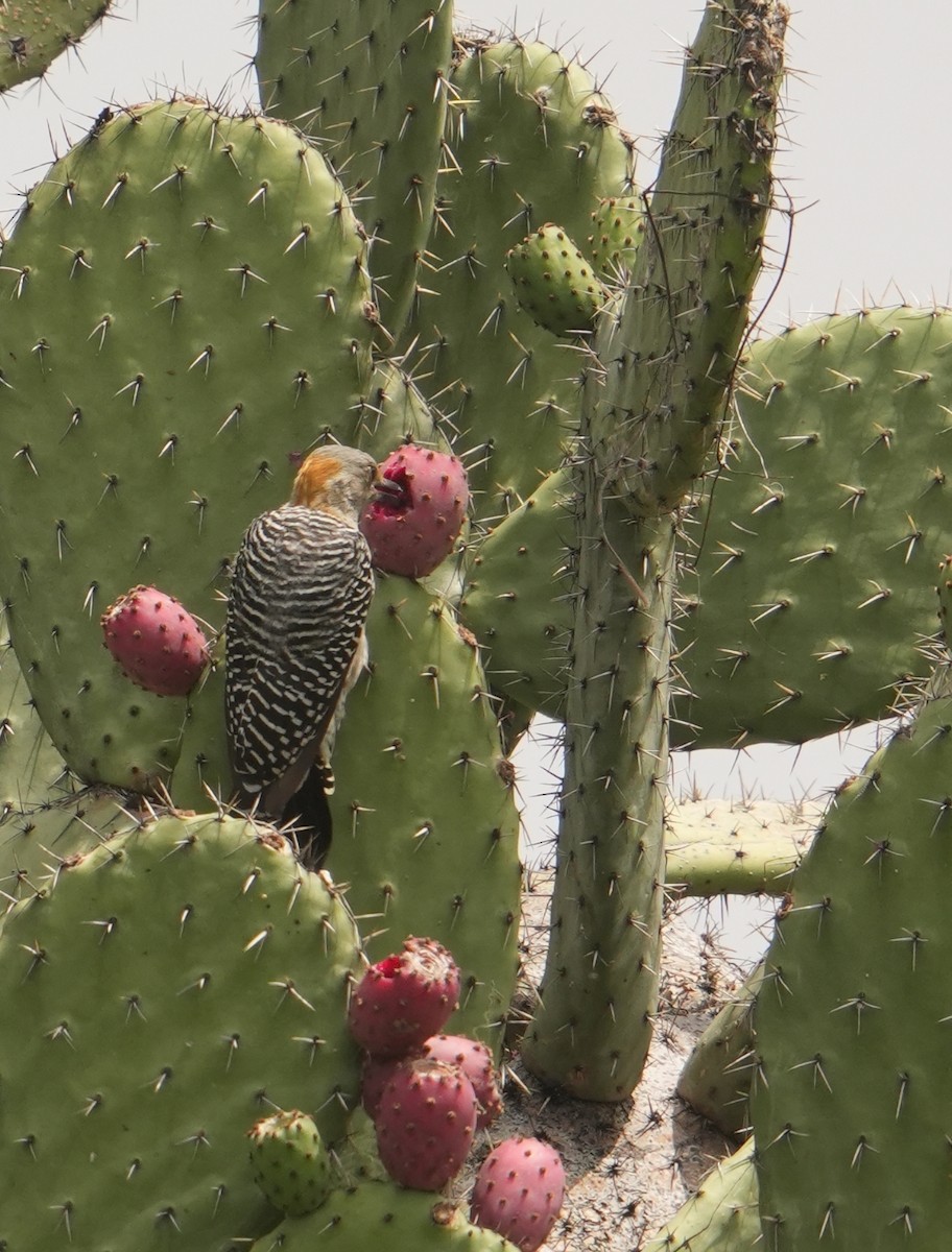 Golden-fronted Woodpecker - ML642202111