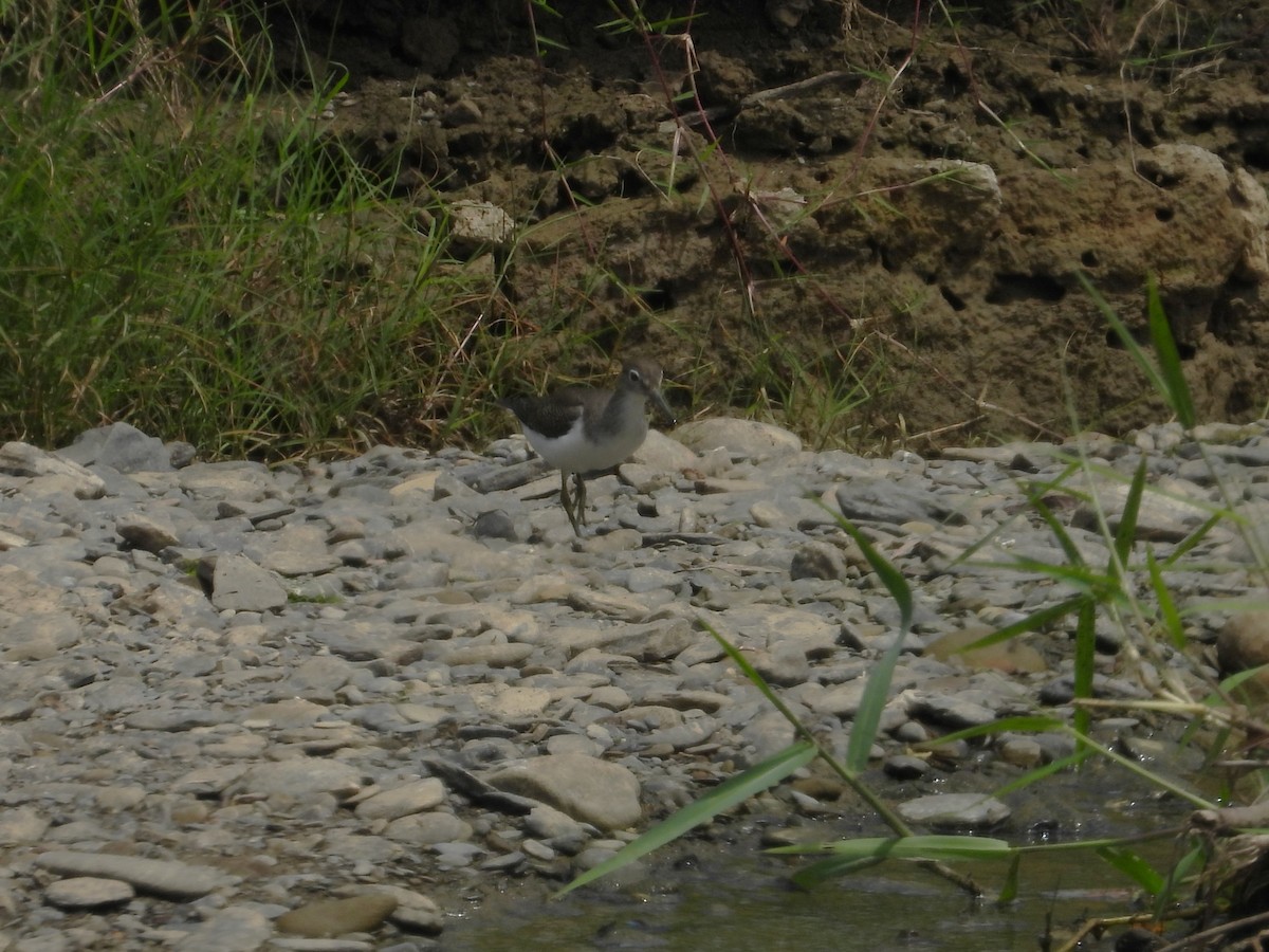 strandsnipe - ML642202127