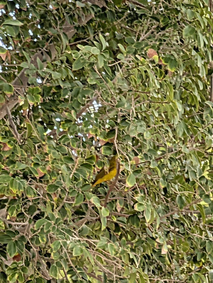 kalottparula - ML642202132