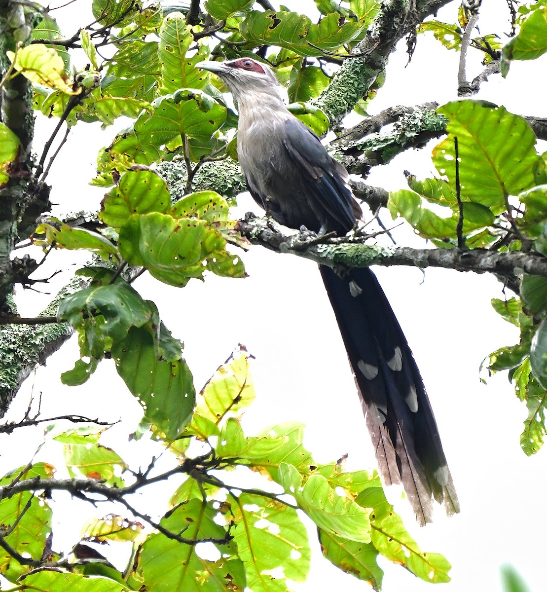langhalemalkoha - ML642202156