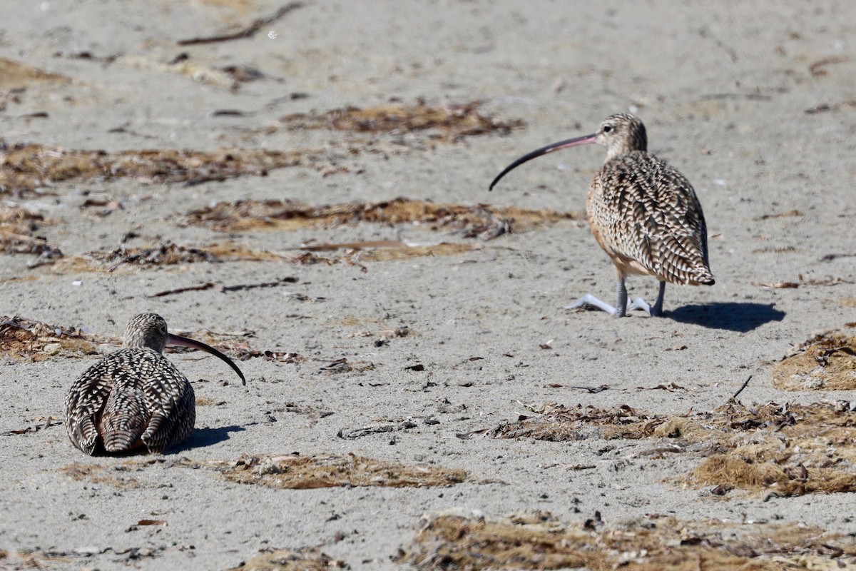 Long-billed Curlew - ML642202162