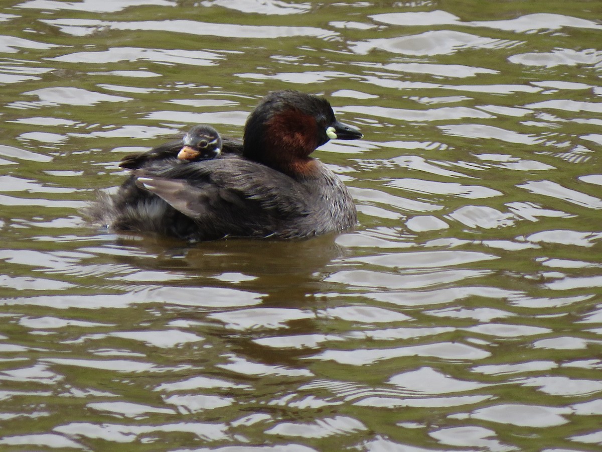 Little Grebe - ML642202169