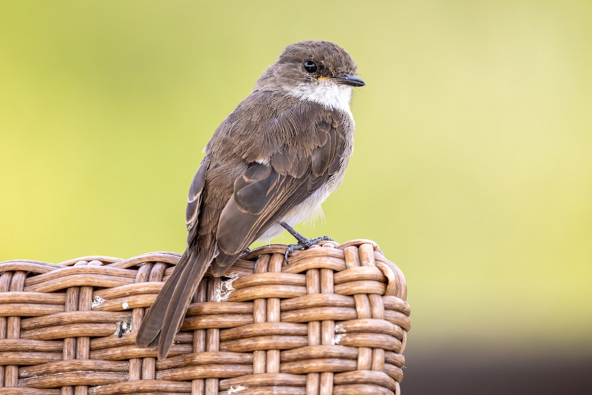Swamp Flycatcher - ML642202172