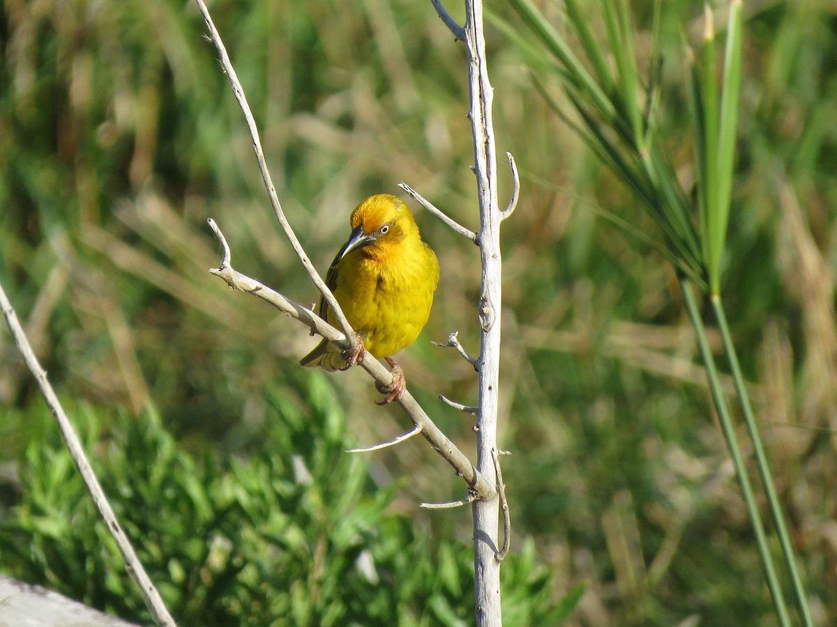 Cape Weaver - ML642202173