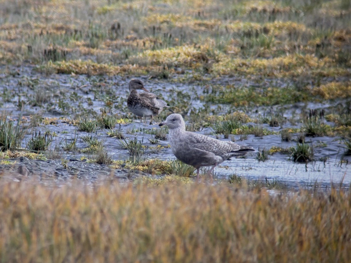 gull sp. - ML642202174