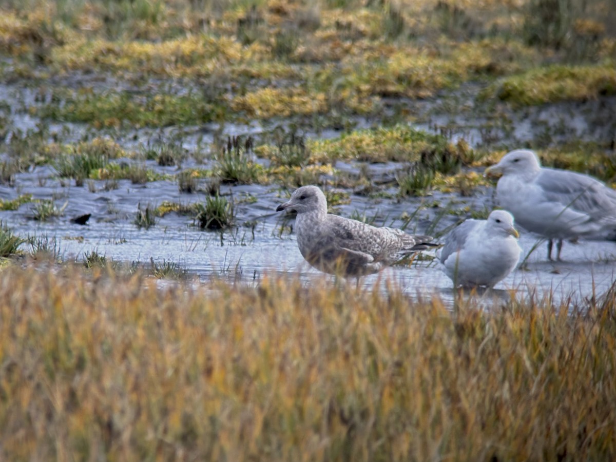 gull sp. - ML642202175