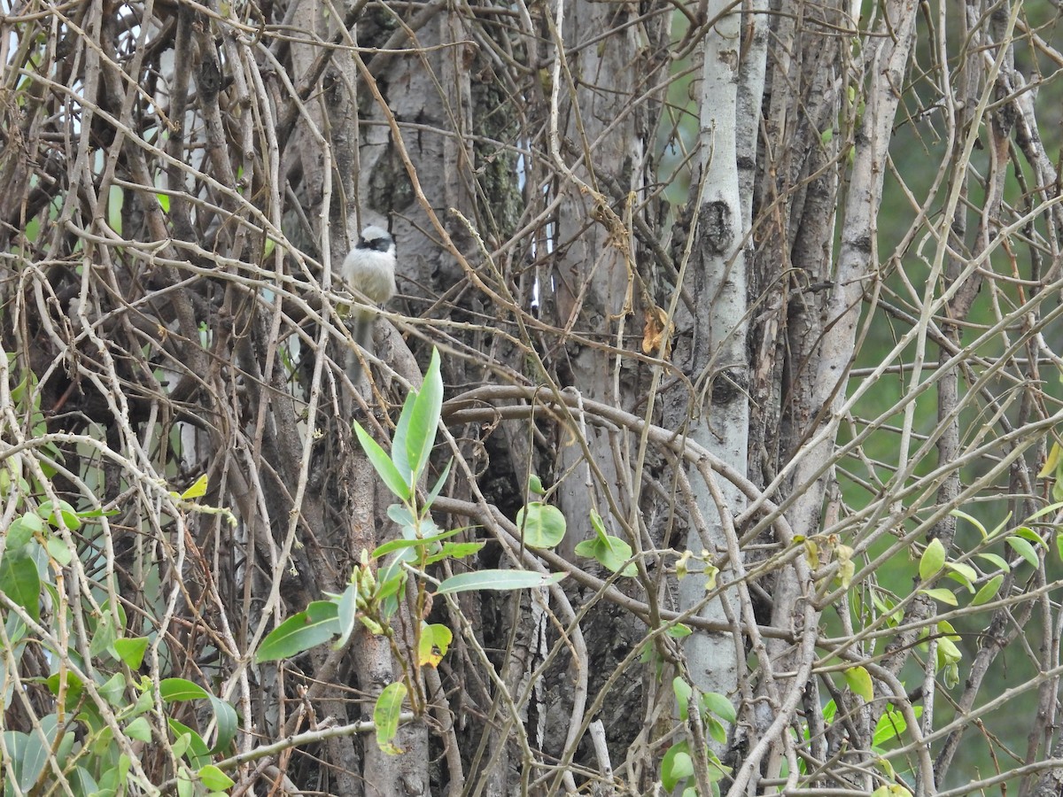 Bushtit - ML642202177