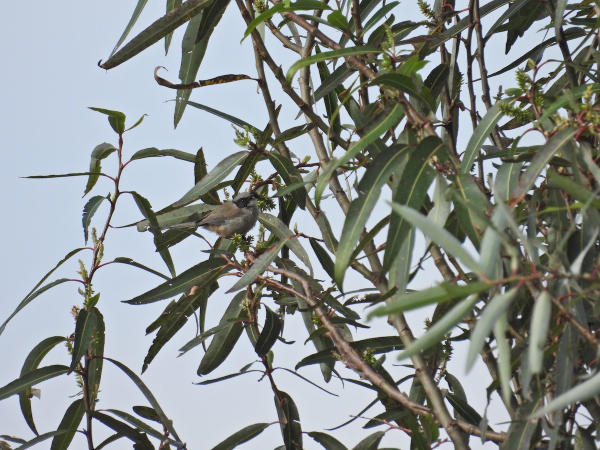 Bushtit - ML642202178