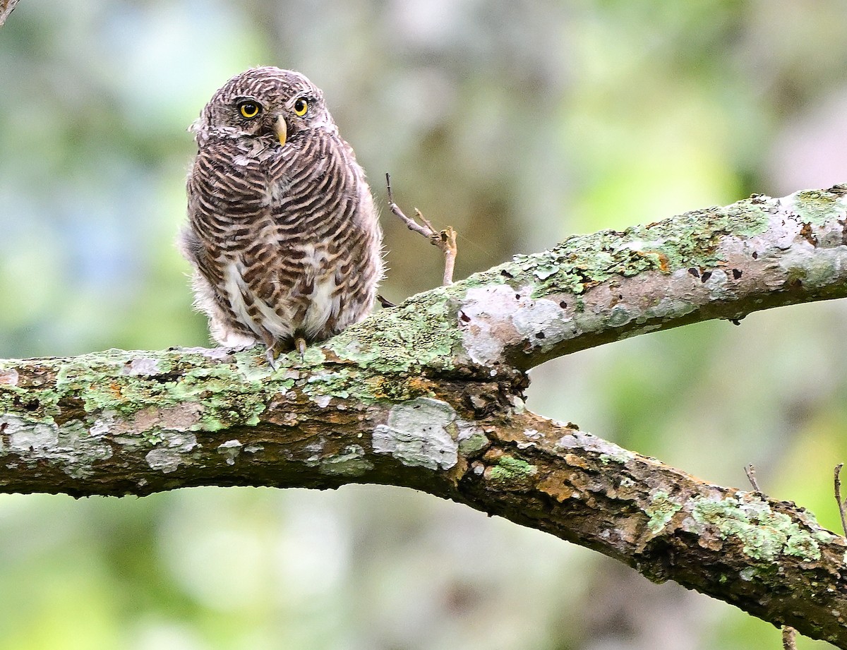 Asian Barred Owlet - ML642202179