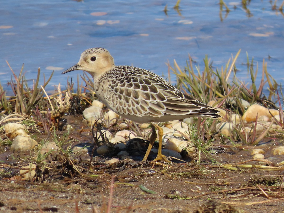 Buff-breasted Sandpiper - ML642202181