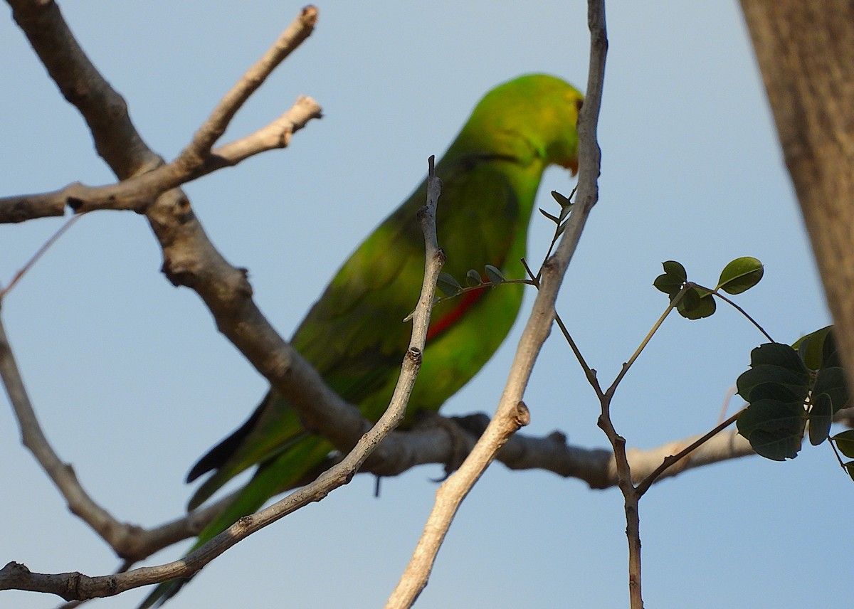 Red-winged Parrot - ML642202182