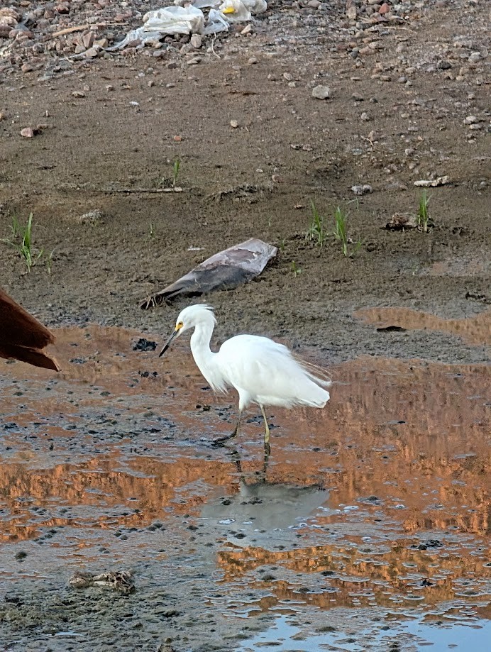Snowy Egret - ML642202183