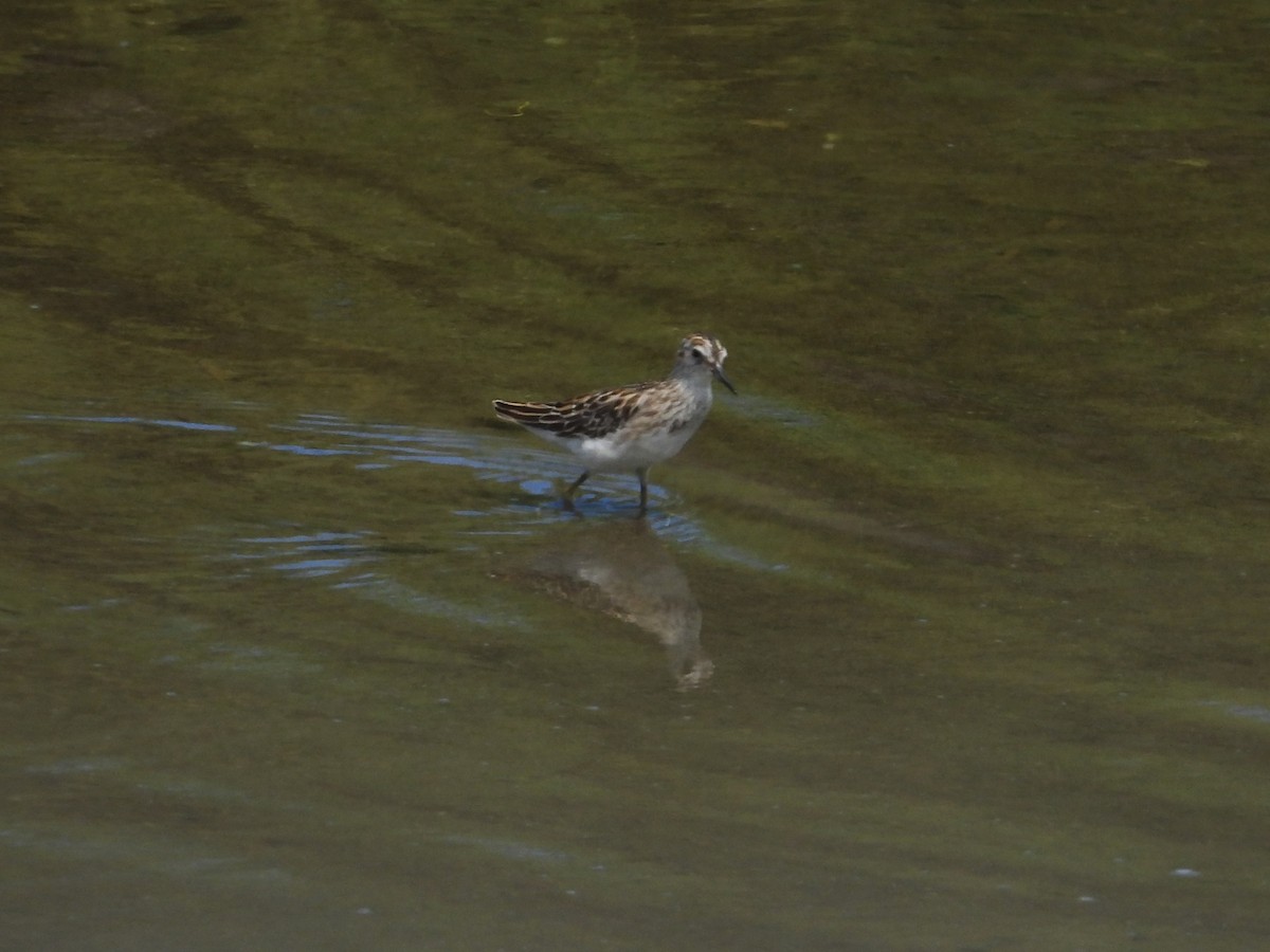 Long-toed Stint - ML642202184